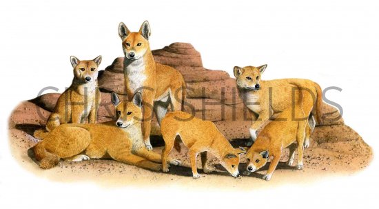 Illustration of Dingo (Canis lupus dingo) (#0240)