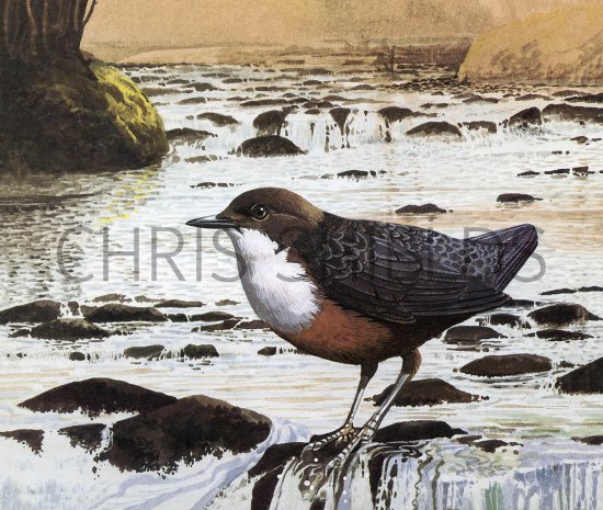 Illustration of Dipper (Cinclus cinclus) (#3705)