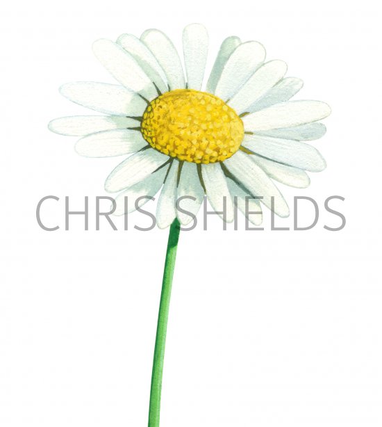 Illustration of Dog Daisy (Leucanthemum vulgare) (#1451)