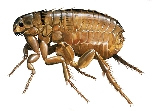 Illustration of Dog Flea (Ctenocephalides canis) (#4569)