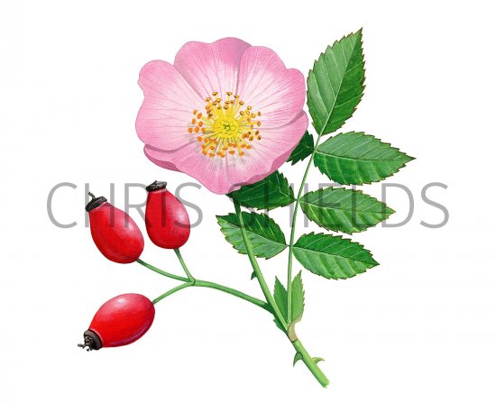 Illustration of Dog Rose (Rosa canina) (#3682)