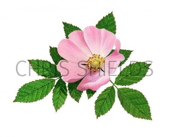 Illustration of Dog Rose (Rosa canina) (#3296)