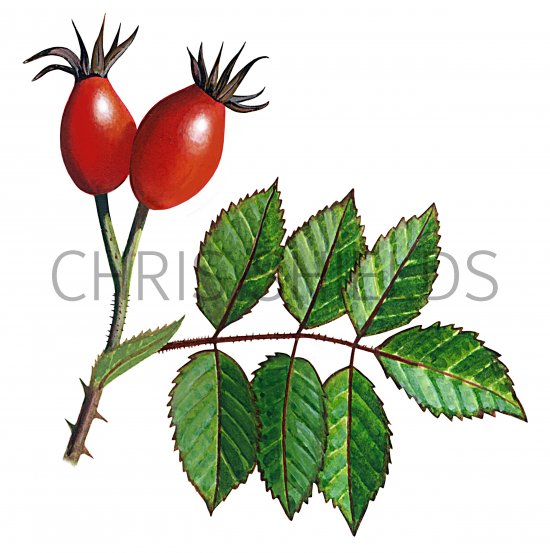 Illustration of Dog Rose hips (Rosa canina) (#2783)