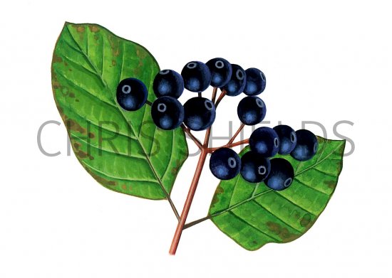 Illustration of Dogwood Dogwood (Cornus sanguinea) (#0946)