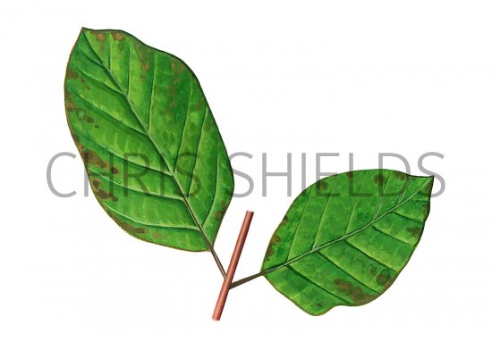 Illustration of Dogwood Dogwood (Cornus sanguinea) (#3213)