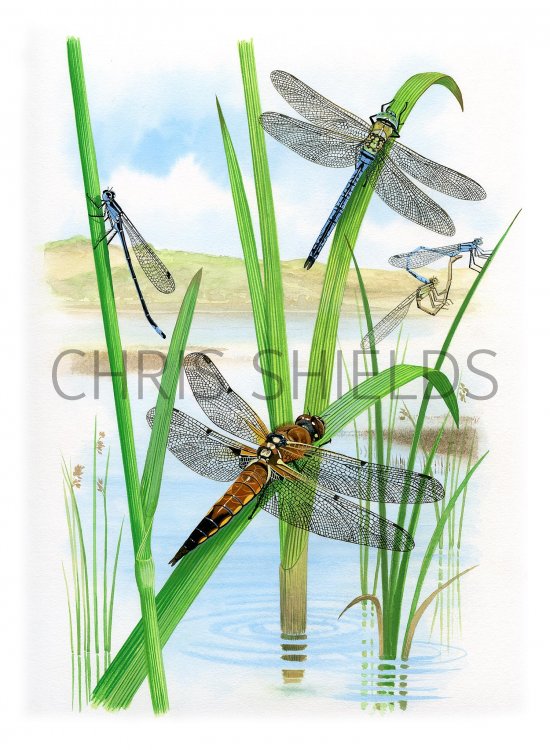 Illustration of Dragonflies (#3377)
