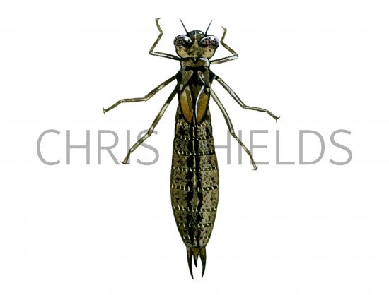 Illustration of Dragonfly Nymph (hawker) (#1285)