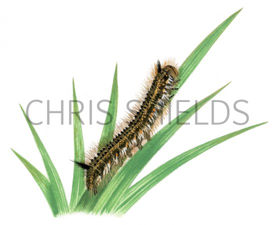 Illustration of Drinker Moth Caterpillar (Euthrix potatoria) (#2505)
