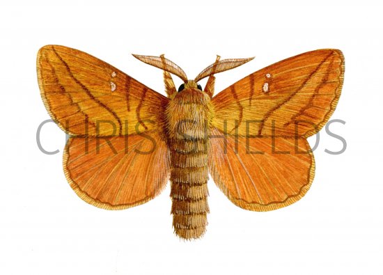 Illustration of Drinker Moth (Euthrix potatoria) (#1247)