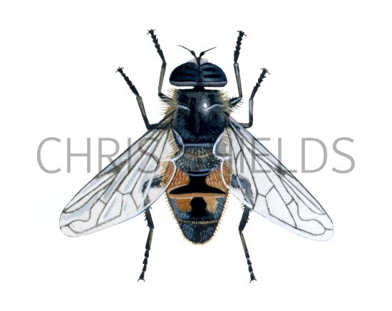 Illustration of Drone Fly (Eristalis tenex) (#1119)
