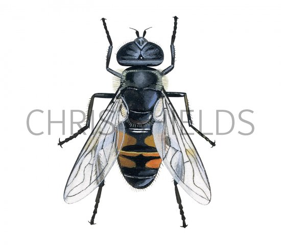 Illustration of Drone Fly (Eristalis tenex) (#3324)