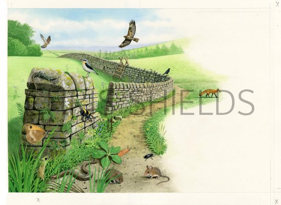 Illustration of Dry-stone Wall (#3216)