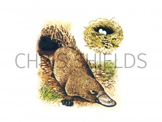 Illustration of Duck-Billed Platypus (Ornithorhynchus anatinus) (#1022)