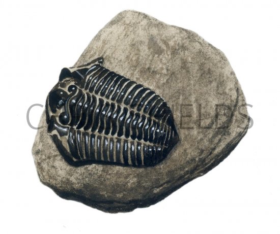 Illustration of Dudley locust fossil Calymene (#0118)
