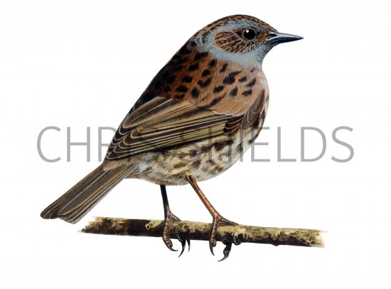 Illustration of Dunock (Prunella modularis) (#1196)
