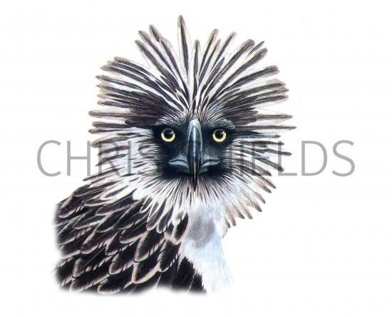 Illustration of Monkey-eating Eagle (Pithecophaga jefferyi) (#0538)