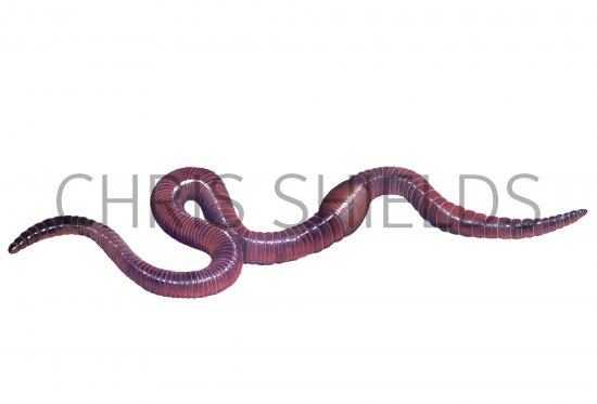 Illustration of Earthworm (Lumbricus terrestris) (#0736)