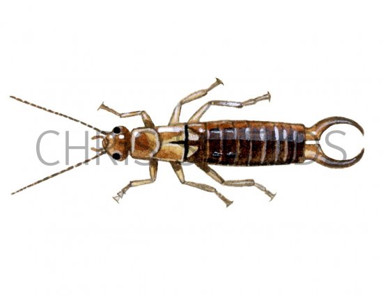 Illustration of Earwig (male) Forticula auricularia (#1462)