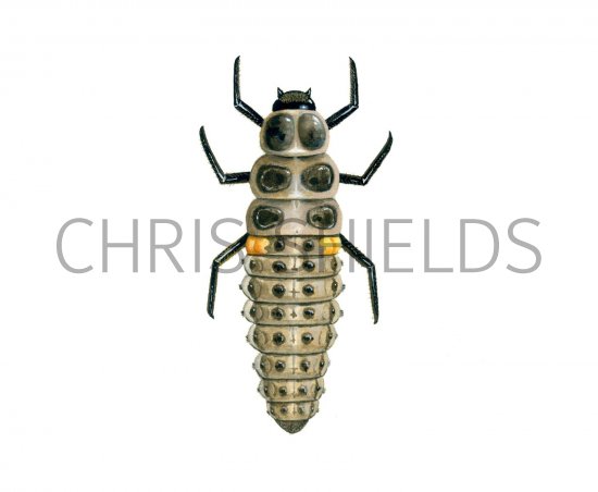 Illustration of Eighteen-spot Ladybird Larvae (Myrrha 18-guttata) (#1792)