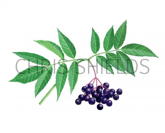 Illustration of Elderberry (Sambucus nigra) (#3197)