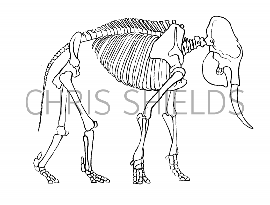 Illustration of Elephant Skeleton (African) Loxodonta Africana (#0156)