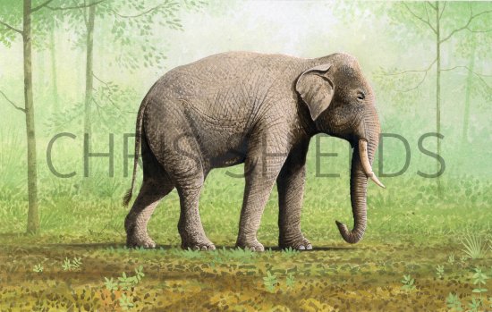 Illustration of Elephant (Asian) Elephas maximus (#4195)