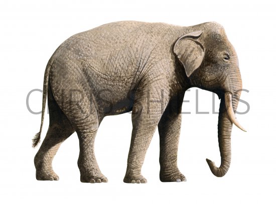 Illustration of Elephant (Asian) Elephas maximus (#4196)