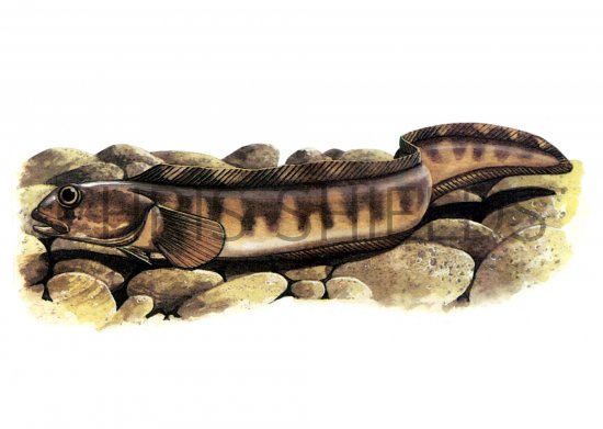 Illustration of Eel-pout (Zoarces viviparus) (#1017)