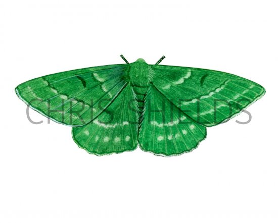 Illustration of Emerald Moth (Geometra papilionaria) (#2892)