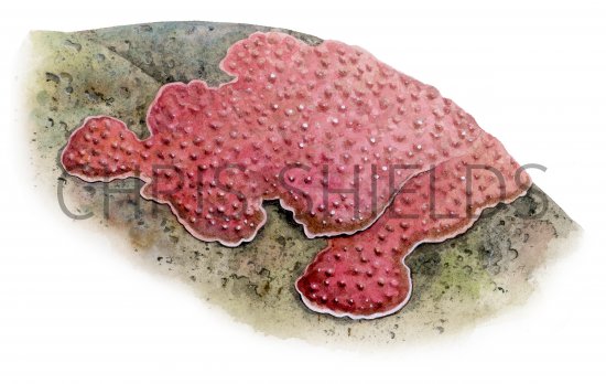 Illustration of Encrusting Pink Seaweed (Lithothamnion sp.) (#4262)