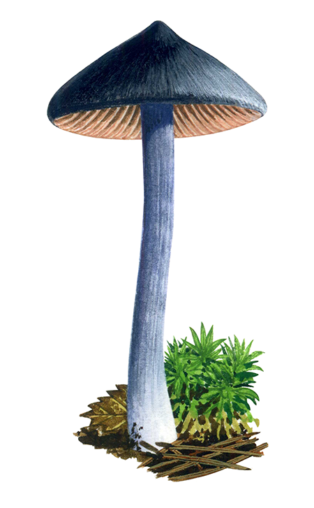 Illustration of Entoloma nitidum (#4474)