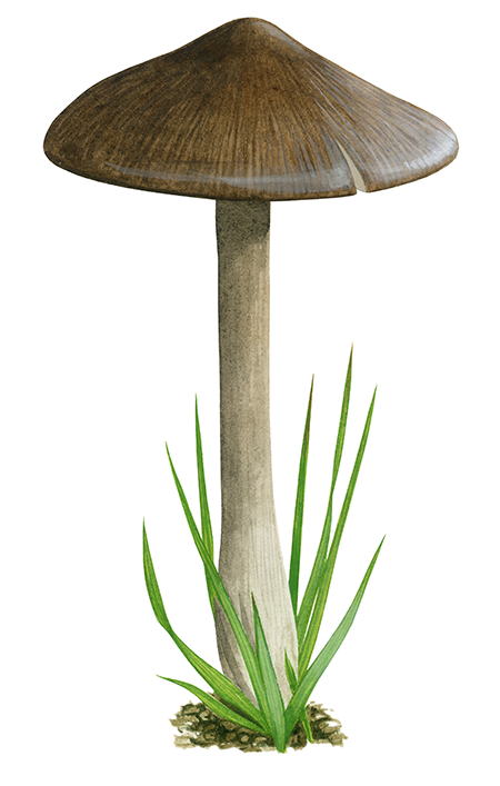 Illustration of Entoloma porphyrophaeum (Lilac Pinkgill) (#4479)