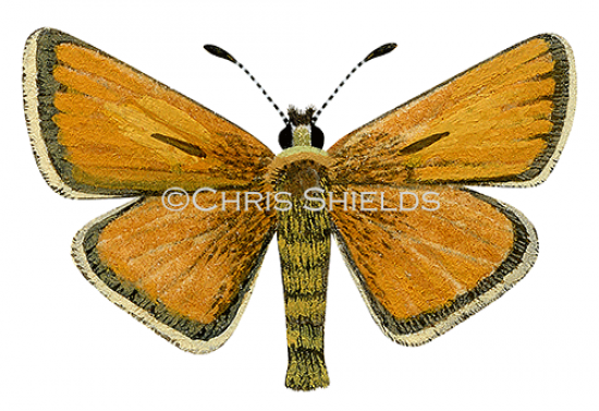 Illustration of Essex Skipper (Thymelicus lineola) (#2160)