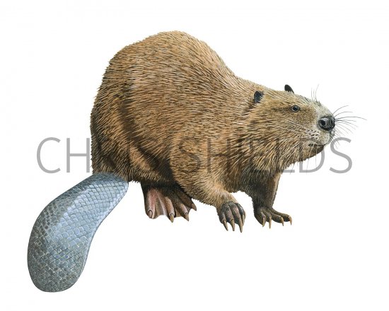 Illustration of Eurasian Beaver (Castor fiber) (#3183)