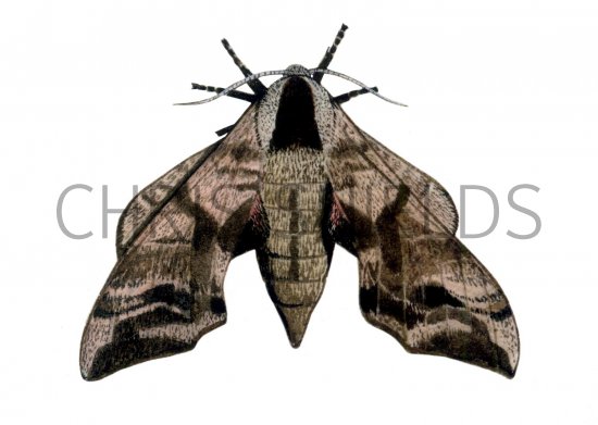 Illustration of Eyed Hawkmoth (Smerinthus ocellata) (#1322)
