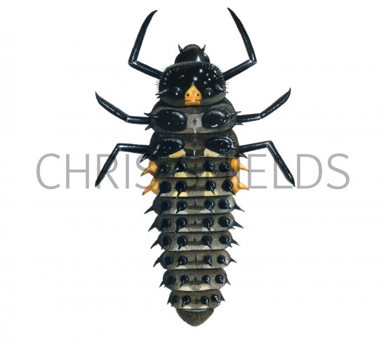 Illustration of Eyed Ladybird Larvae (Anatis ocellata) (#1794)