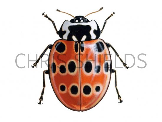 Illustration of Eyed Ladybird (with rings) Anatis ocellata (#0495)