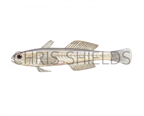 Illustration of Transparent Goby (Aphia minuta) (#3049)