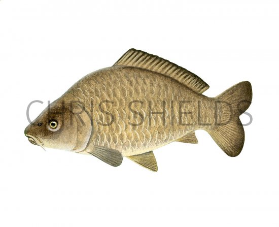 Illustration of Common Carp (Cyprinus carpio) (#3224)