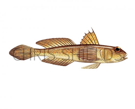 Illustration of Frie's Goby (Lesuerigobius friesi) (#3058)