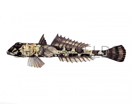 Illustration of Dragonet female (Callionymus lyra) (#3073)