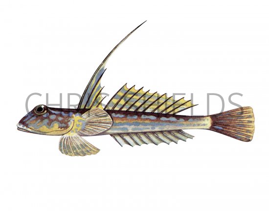 Illustration of Dragonet male (Callionymus lyra) (#3074)
