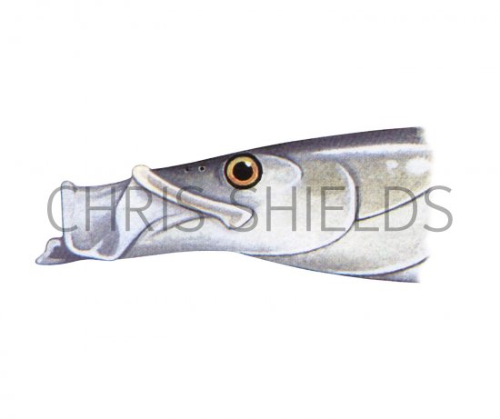 Illustration of Lesser Sand-eel (Ammodytes tobianus) (#3081)