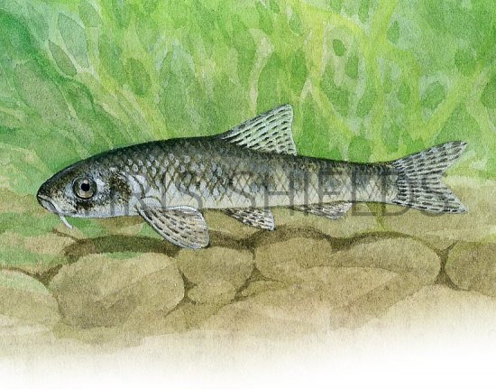 Illustration of Gudgeon (Gobio gobio) (#3233)