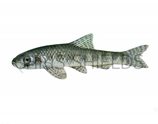 Illustration of Gudgeon (Gobio gobio) (#3234)
