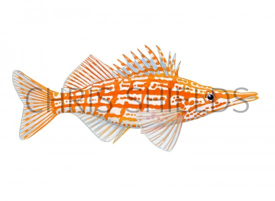 Illustration of Longnose Hawkfish (#3424)