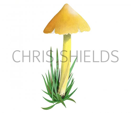 Illustration of Hygrocybe citrinovirens (Citrine Waxcap) (#3064)