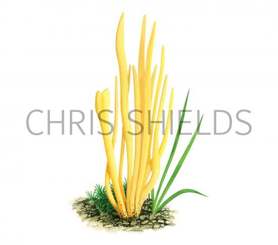 Illustration of Clavulinopsis fusiformis (Golden Spindles) (#3065)