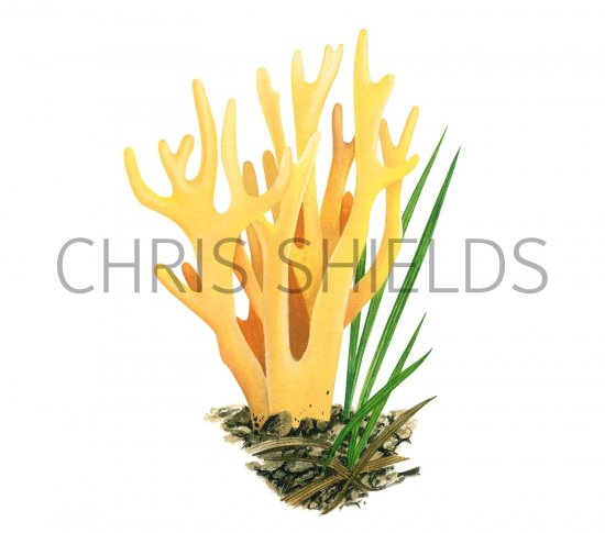 Illustration of Clavulinopsis corniculata (Meadow Coral) (#3082)