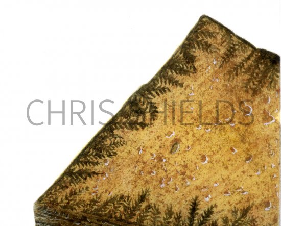 Illustration of False fossil (#0117)